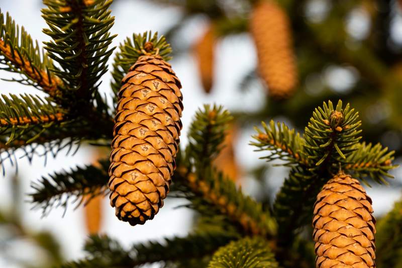 松树松果特写画面图片