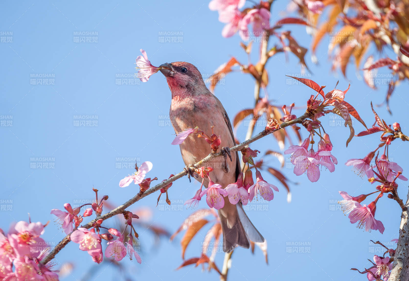 樱花枝头朱雀啄花图片