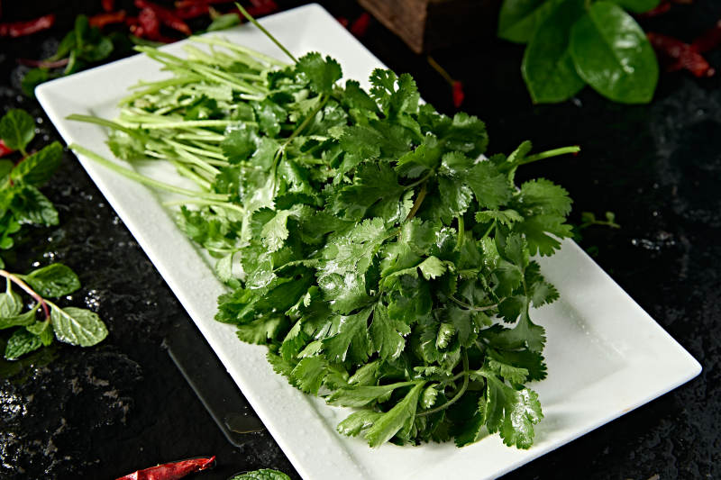 新鲜的火锅食材新鲜香菜图片