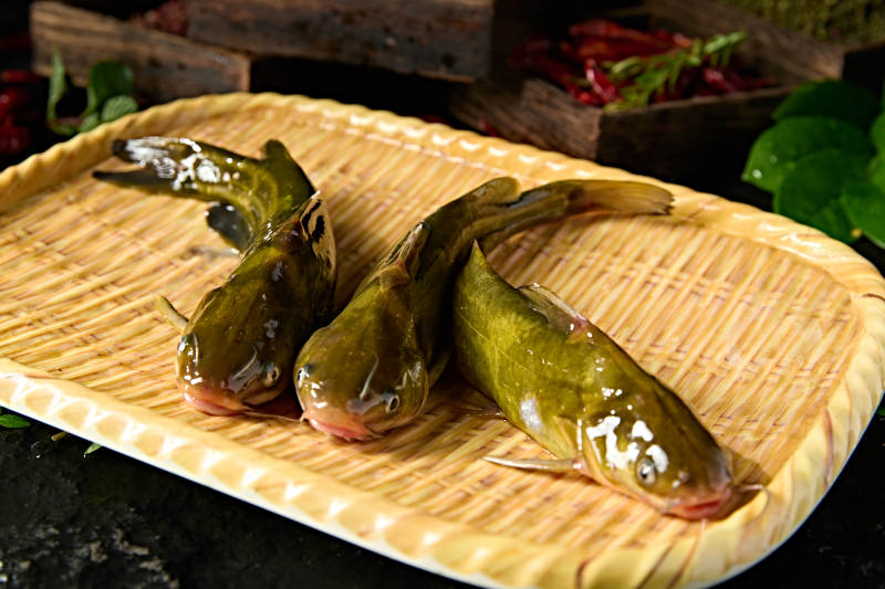 淡水河鲜黄辣丁鱼图片