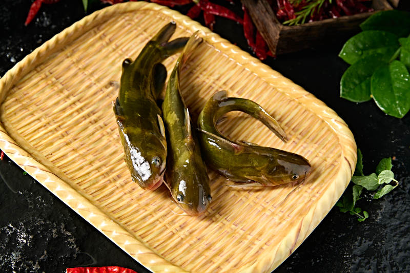 淡水河鲜黄辣丁鱼图片