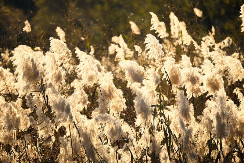 夕阳下随风飘动的枯黄芦苇草图片