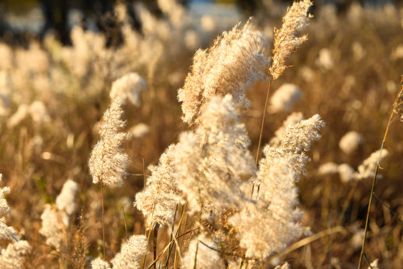 夕阳下随风飘动的枯黄芦苇草图片