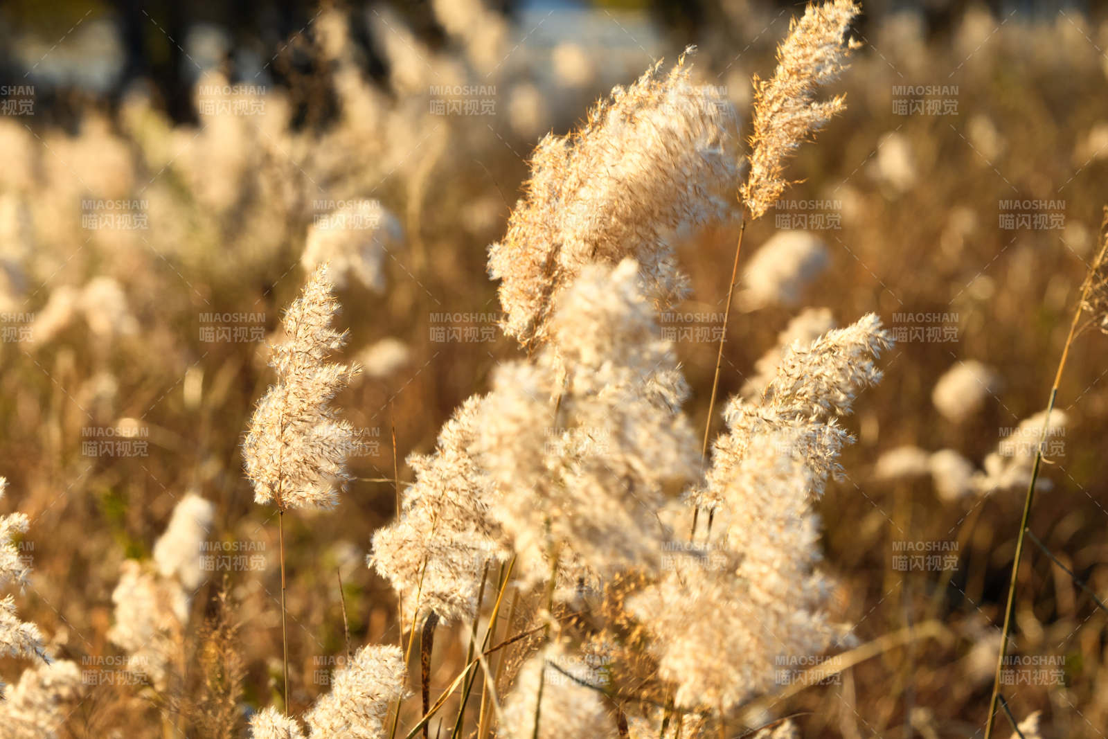 夕阳下随风飘动的枯黄芦苇草图片