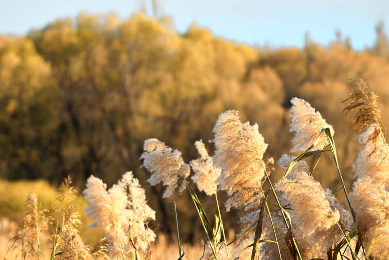 夕阳下随风飘动的枯黄芦苇草图片