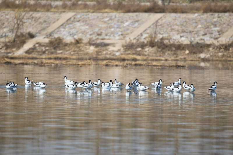 春季湖泊湿地中的反嘴鹬图片