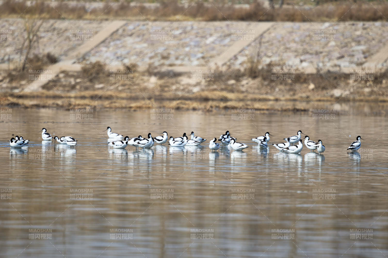 春季湖泊湿地中的反嘴鹬图片