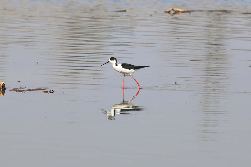 黑翅长脚鹬鸟在湿地中栖息觅食图片