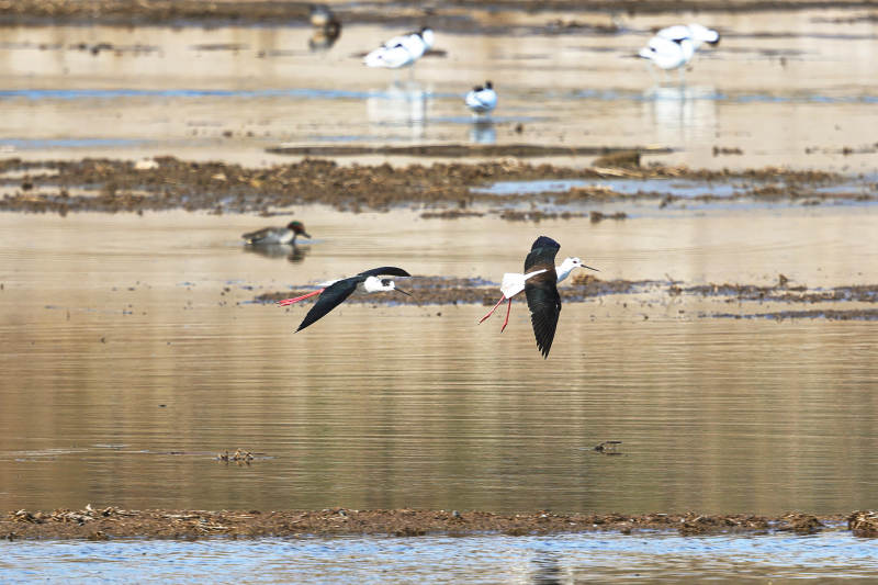 黑翅长脚鹬鸟在湿地中栖息觅食图片