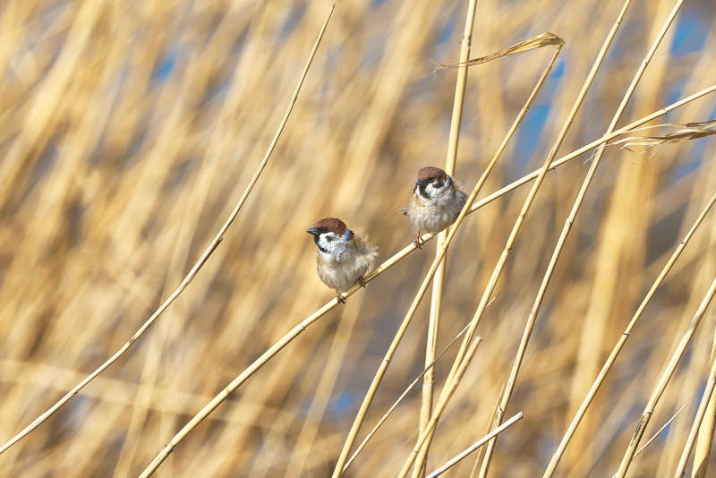 户外自然野生鸟类麻雀特写图片