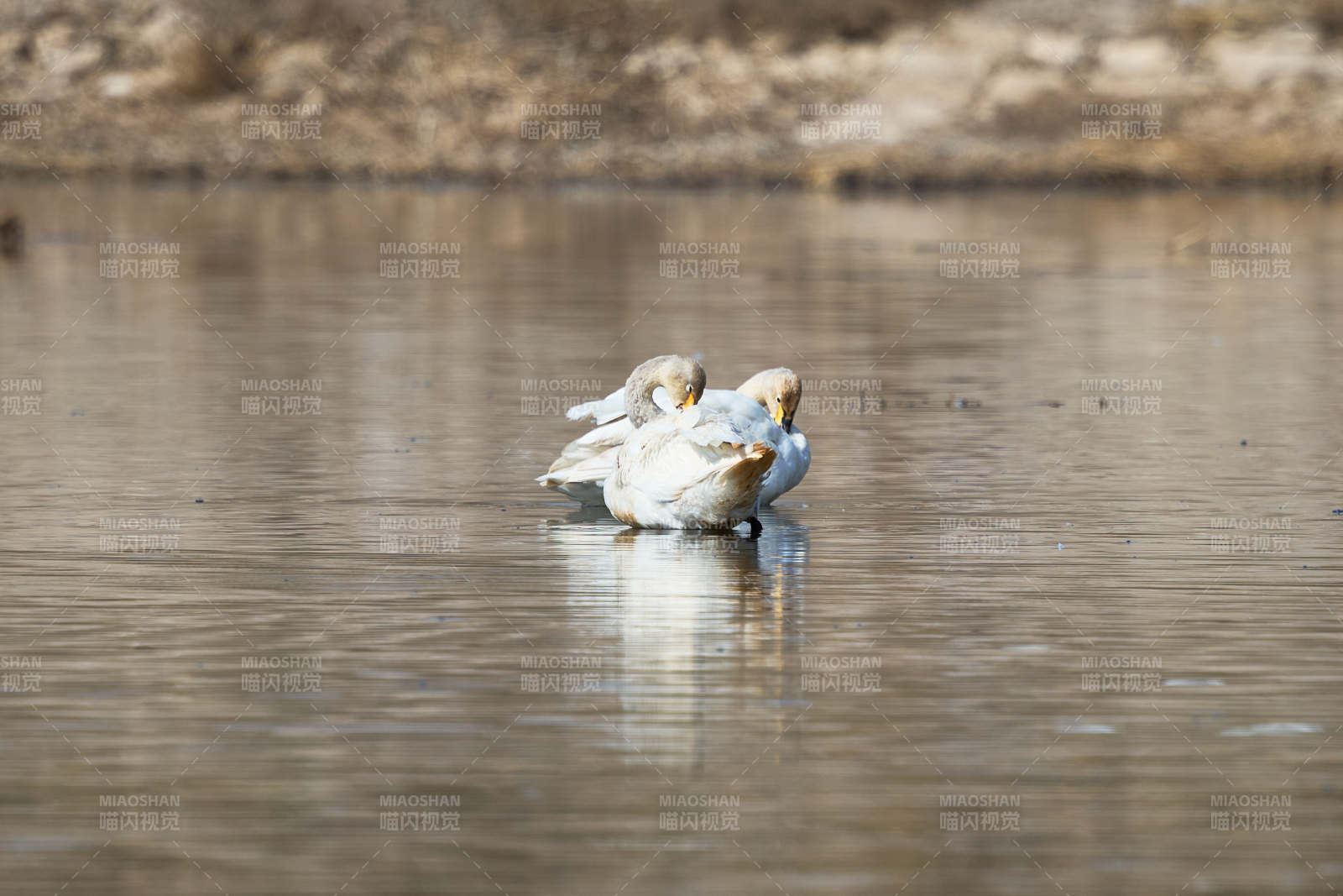春季湖面栖息的野生天鹅图片