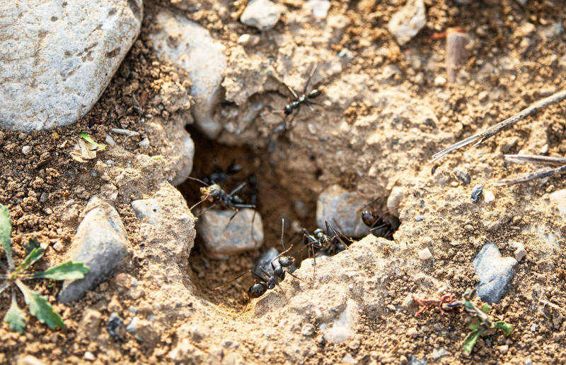 在岸边的日本弓背蚁窝图片