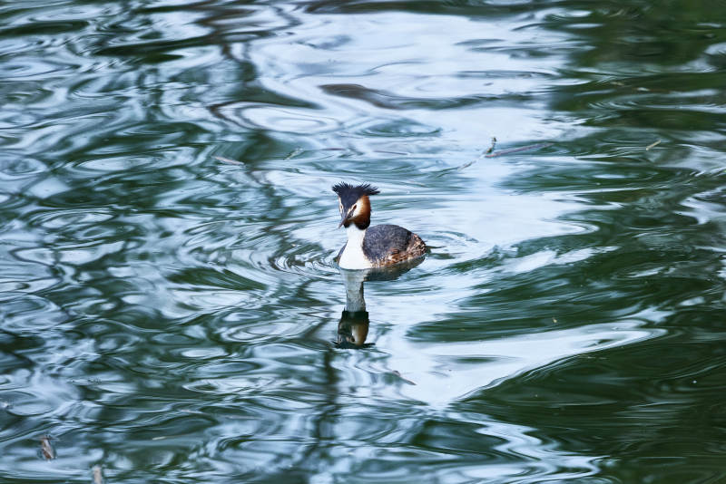 春季水中游动的凤头鸊鷉图片
