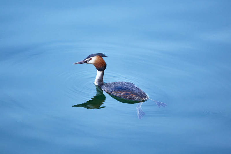 春季水中游动的凤头鸊鷉图片