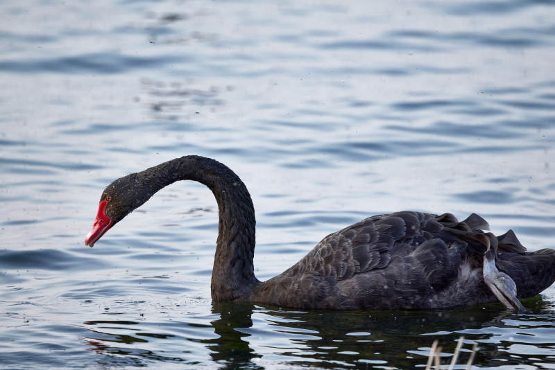 野外湖泊中美丽的黑天鹅图片