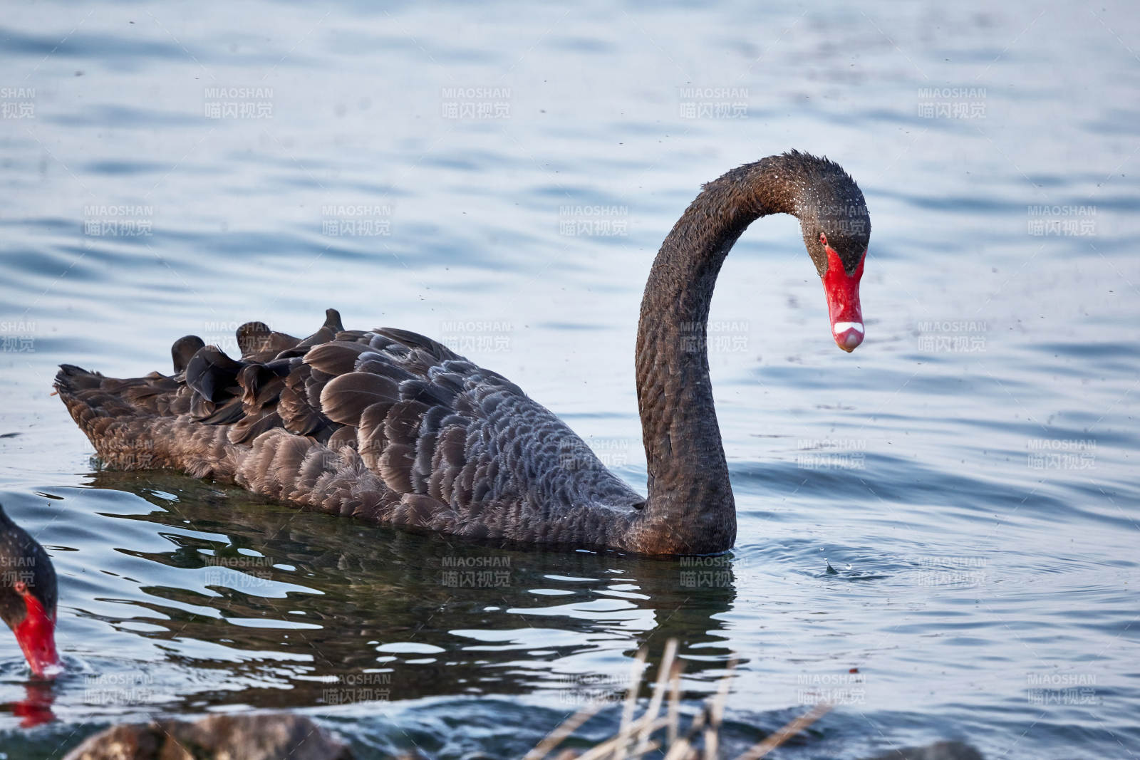 野外湖泊中美丽的黑天鹅图片