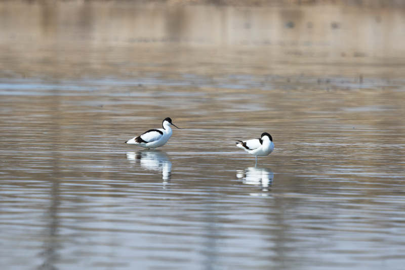 春季湖泊湿地中的反嘴鹬图片