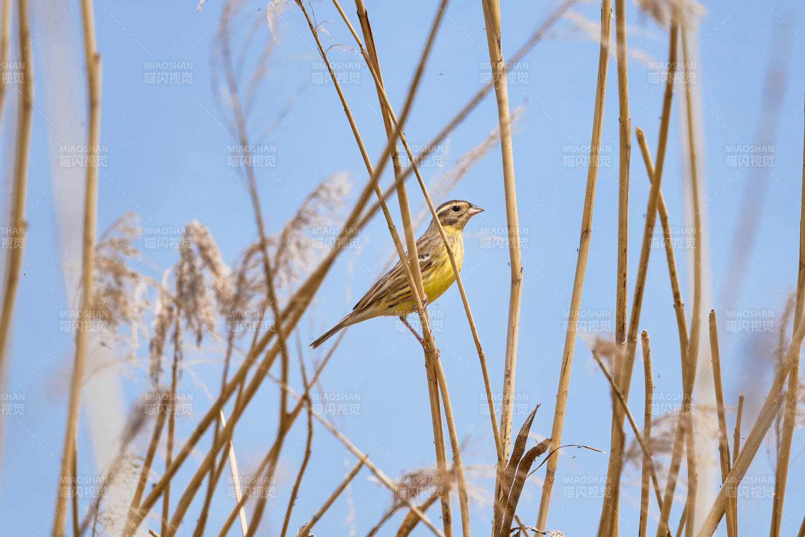 停在枝头的野生鸟类黃胸鷡又名禾花雀图片