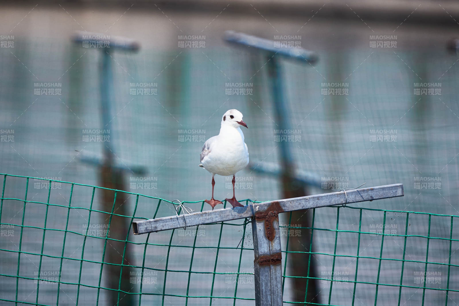 停留在湖畔的野生鸟类棕头鸥图片