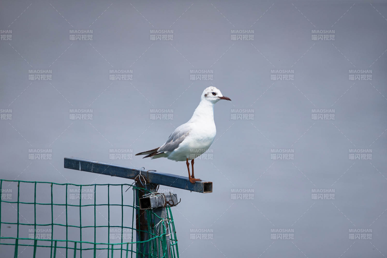 停留在湖畔的野生鸟类棕头鸥图片