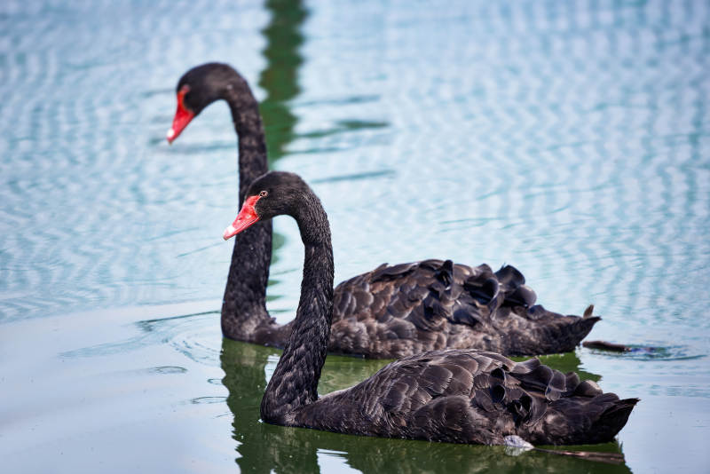 野外湖泊中美丽的黑天鹅图片