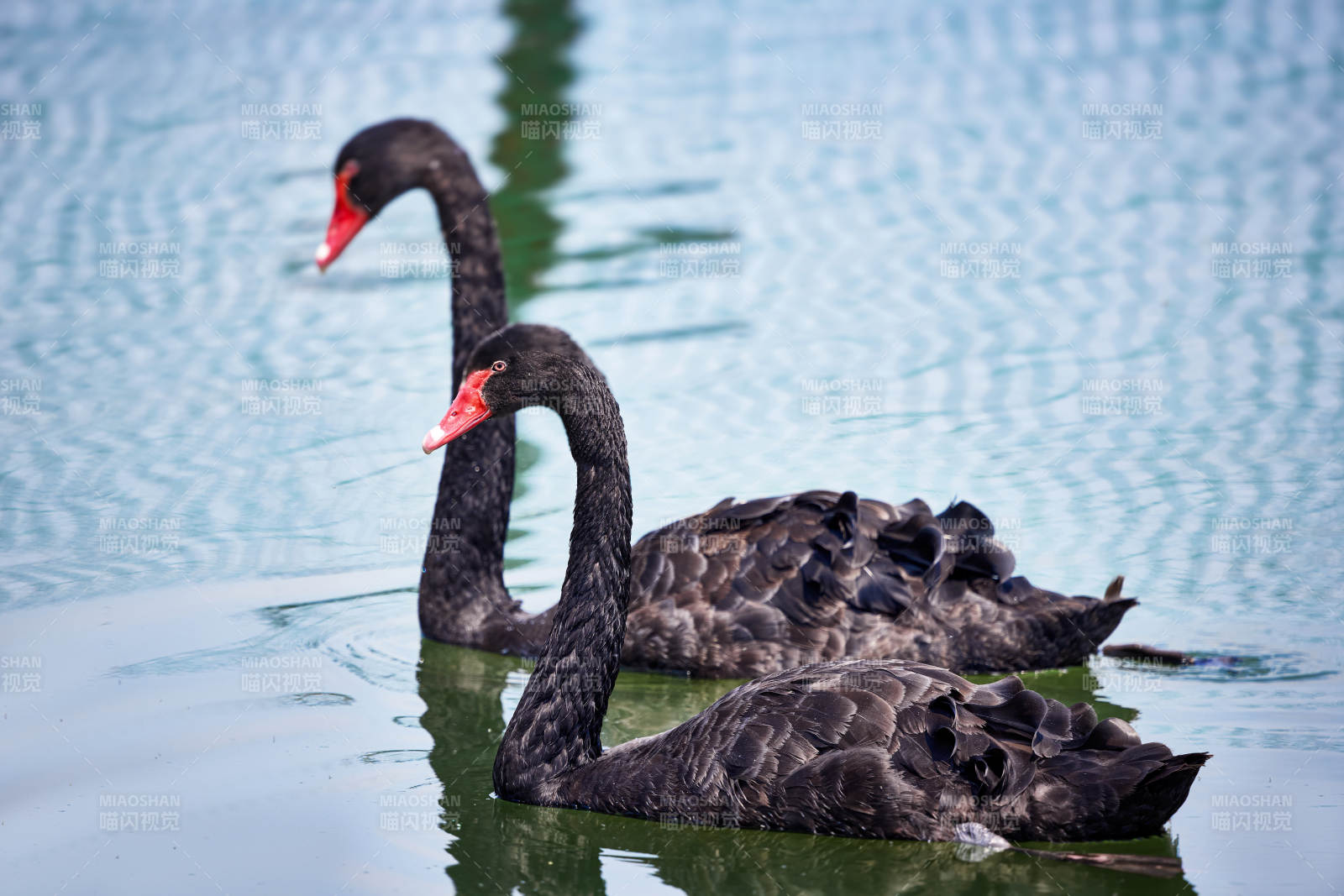野外湖泊中美丽的黑天鹅图片