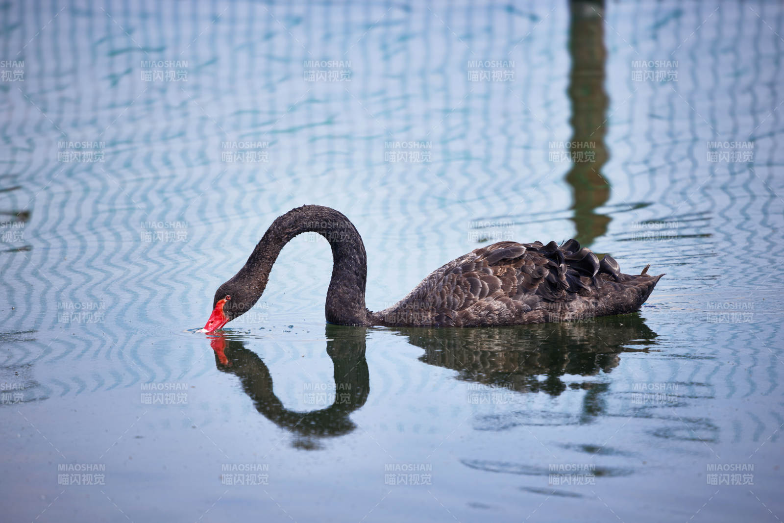 野外湖泊中美丽的黑天鹅图片