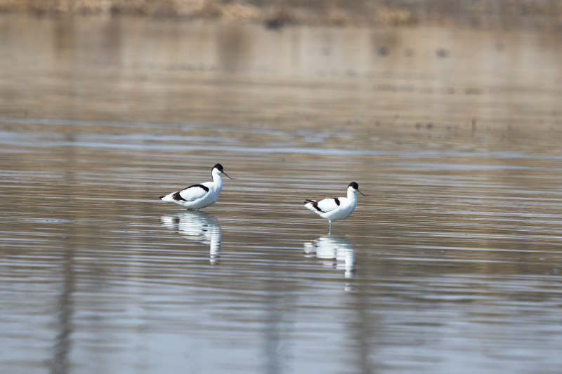 春季湖泊湿地中的反嘴鹬图片