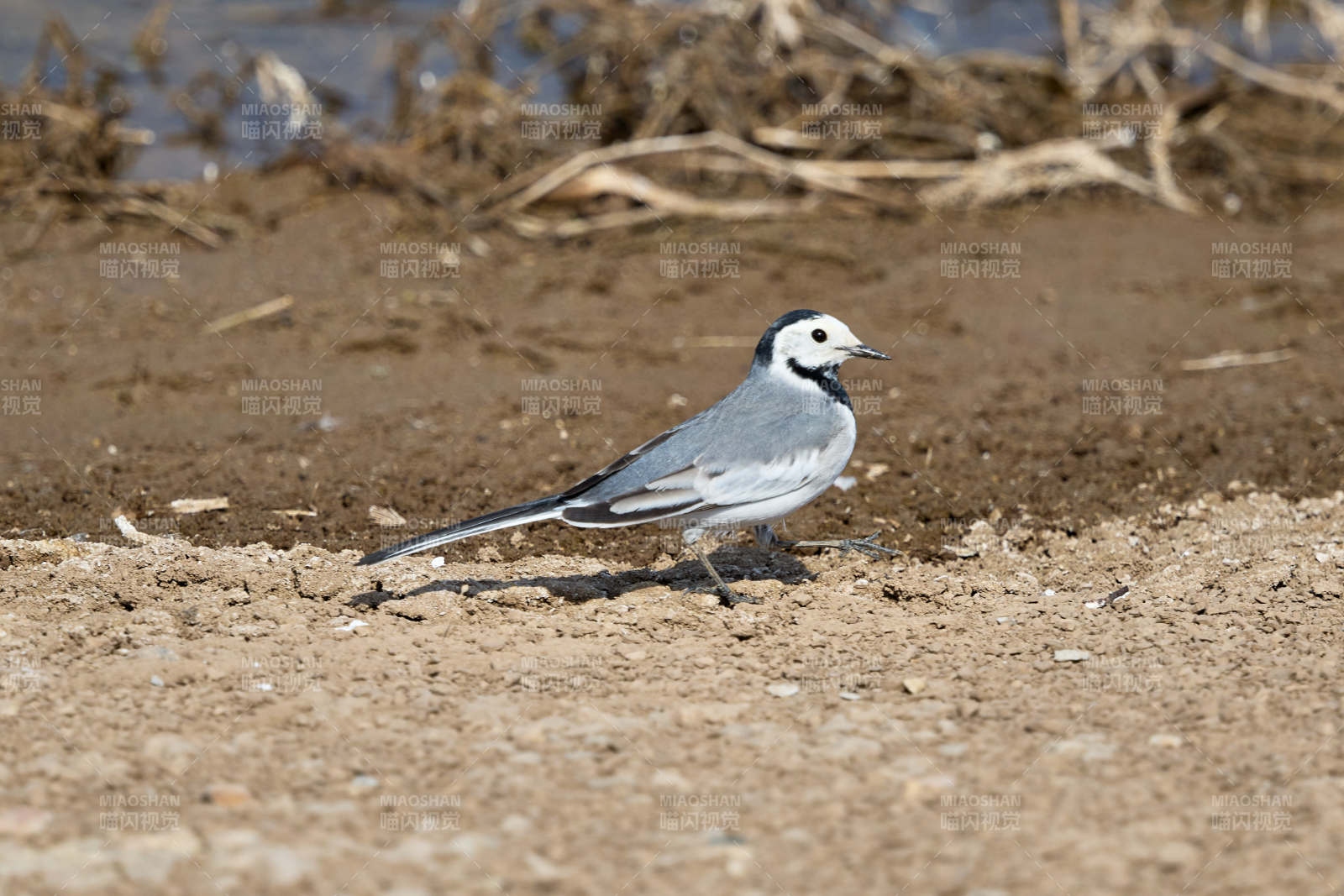 春季河畔觅食的野生鸟类白鹡鸰图片