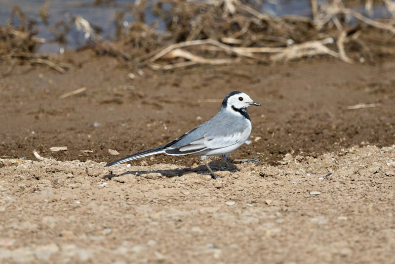 春季河畔觅食的野生鸟类白鹡鸰图片