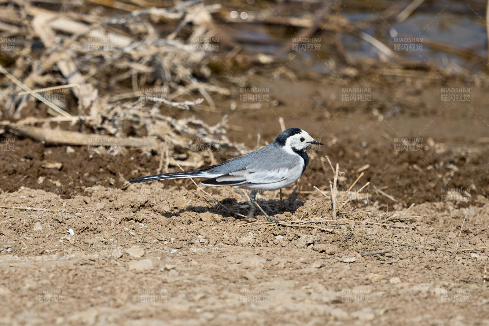 春季河畔觅食的野生鸟类白鹡鸰图片