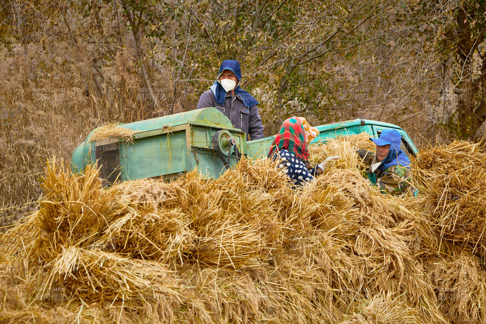 秋天农民给丰收的稻谷做机械脱壳图片