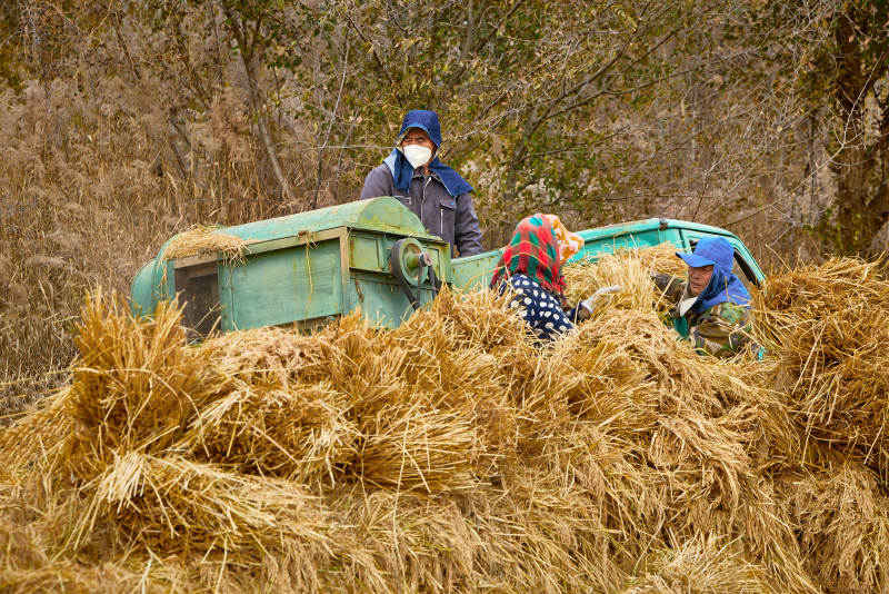 秋天农民给丰收的稻谷做机械脱壳图片