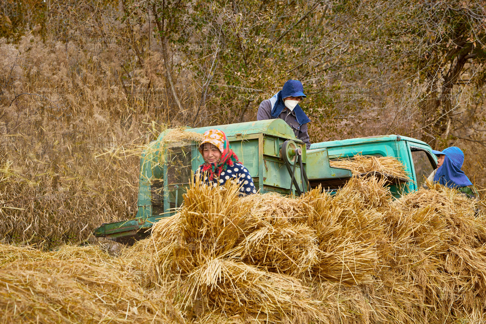 秋天农民给丰收的稻谷做机械脱壳图片