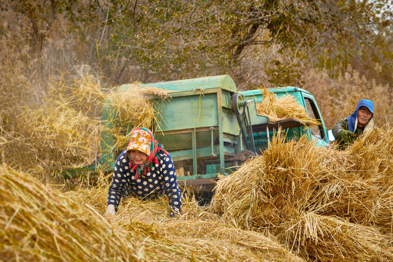 秋天农民给丰收的稻谷做机械脱壳图片
