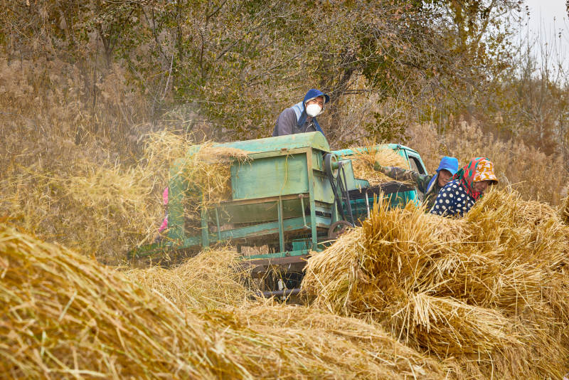 秋天农民给丰收的稻谷做机械脱壳图片