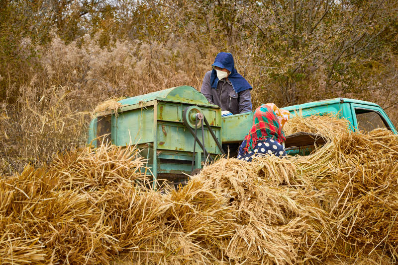 秋天农民给丰收的稻谷做机械脱壳图片