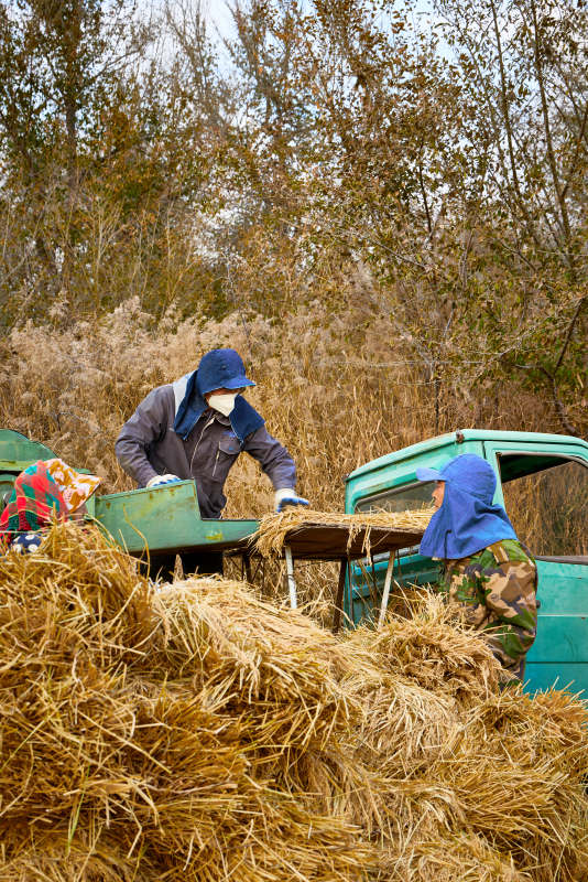 秋天农民给丰收的稻谷做机械脱壳图片