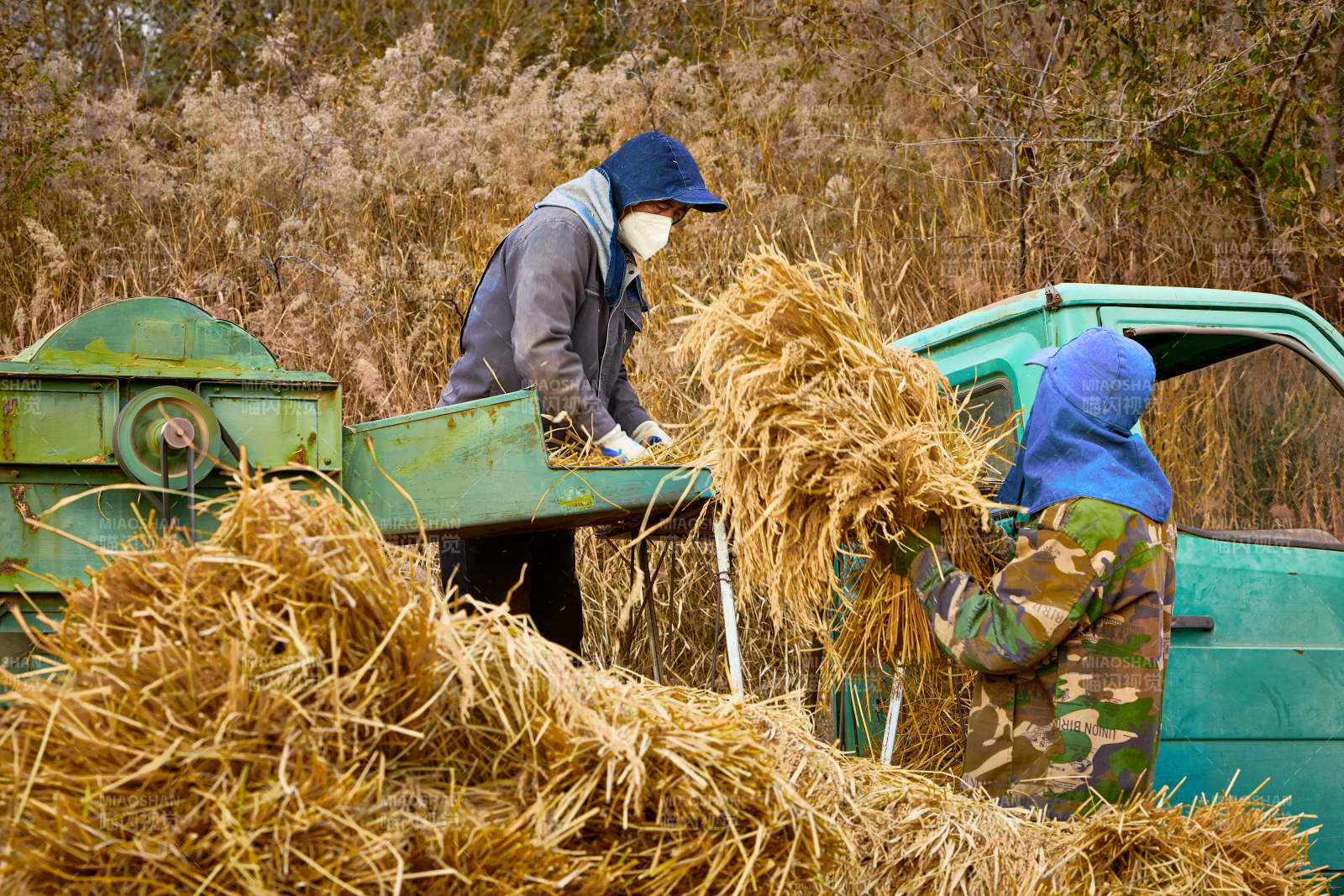 秋天农民给丰收的稻谷做机械脱壳图片