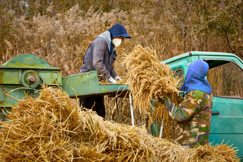 秋天农民给丰收的稻谷做机械脱壳图片