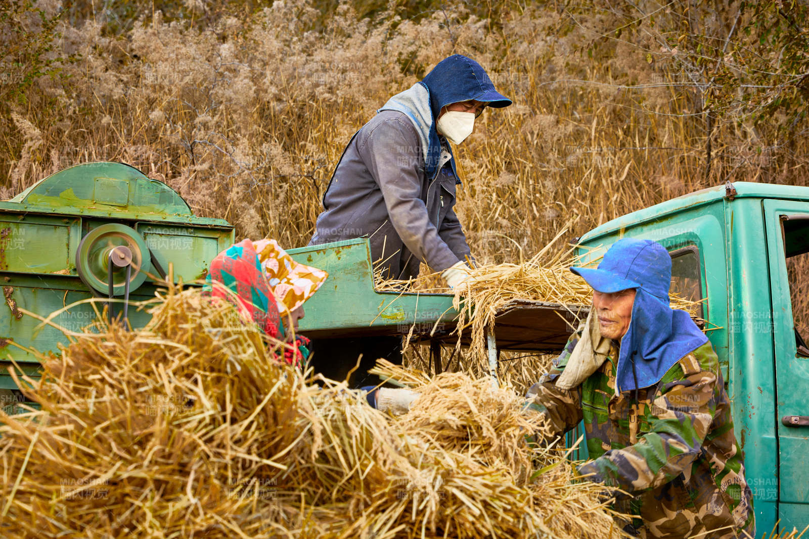 秋天农民给丰收的稻谷做机械脱壳图片