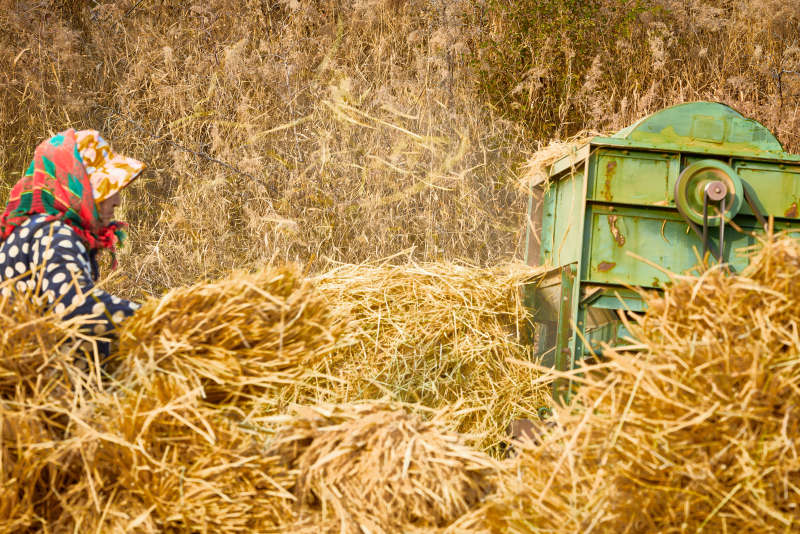 秋天农民给丰收的稻谷做机械脱壳图片