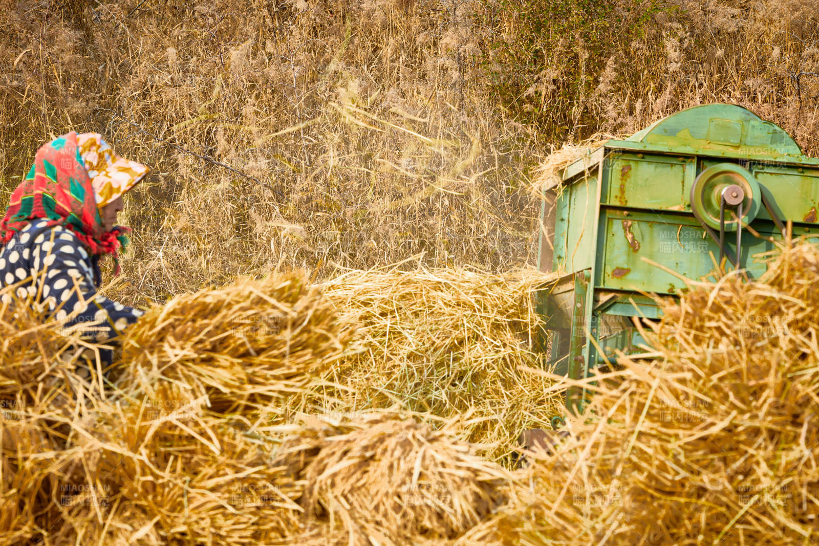秋天农民给丰收的稻谷做机械脱壳图片