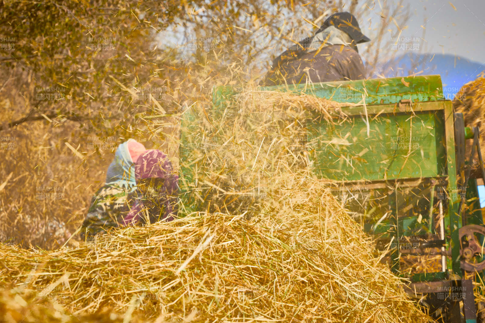 秋天农民给丰收的稻谷做机械脱壳图片