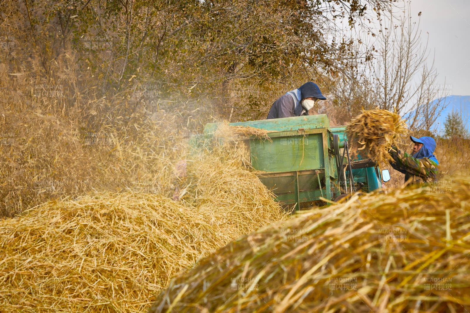 秋天农民给丰收的稻谷做机械脱壳图片