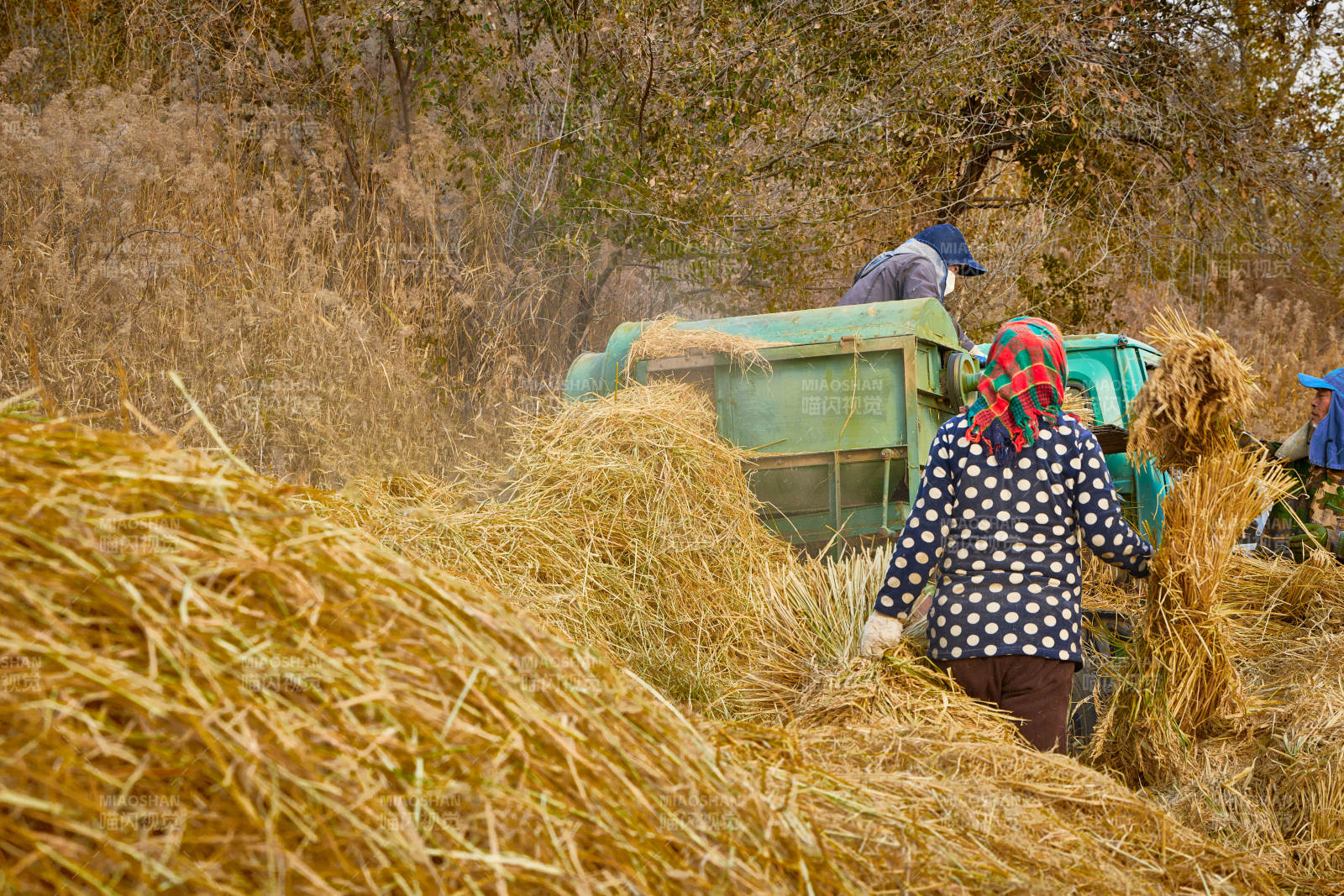 秋天农民给丰收的稻谷做机械脱壳图片