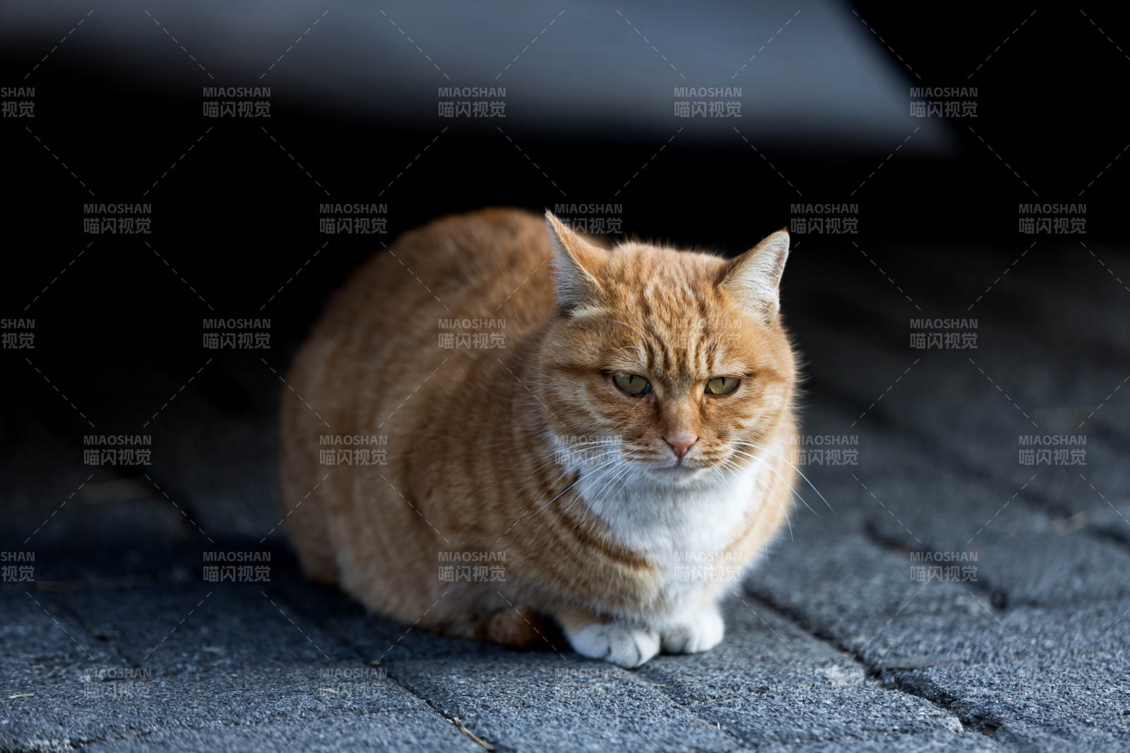 橙猫静坐石板路图片