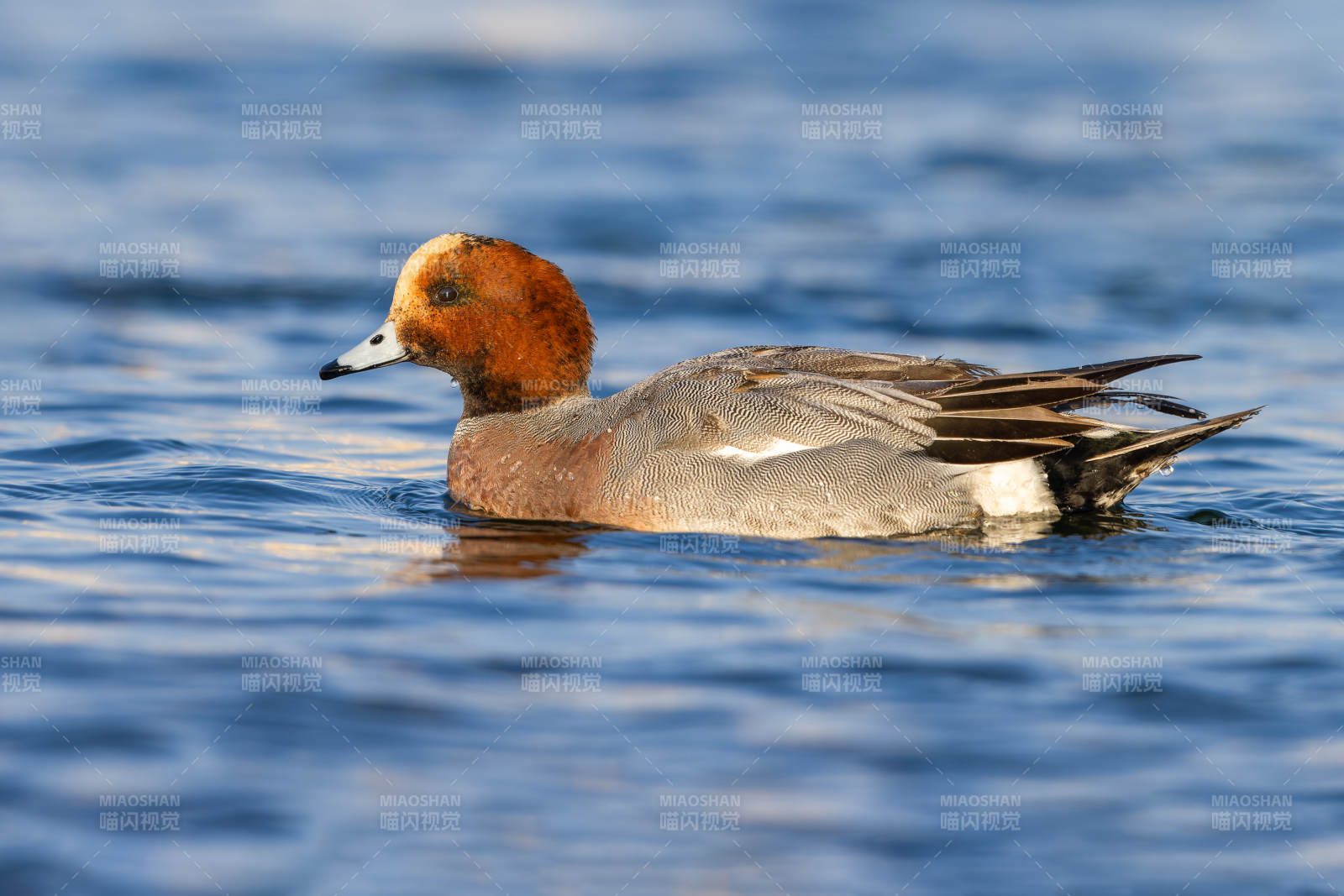 红头鸭游水图片