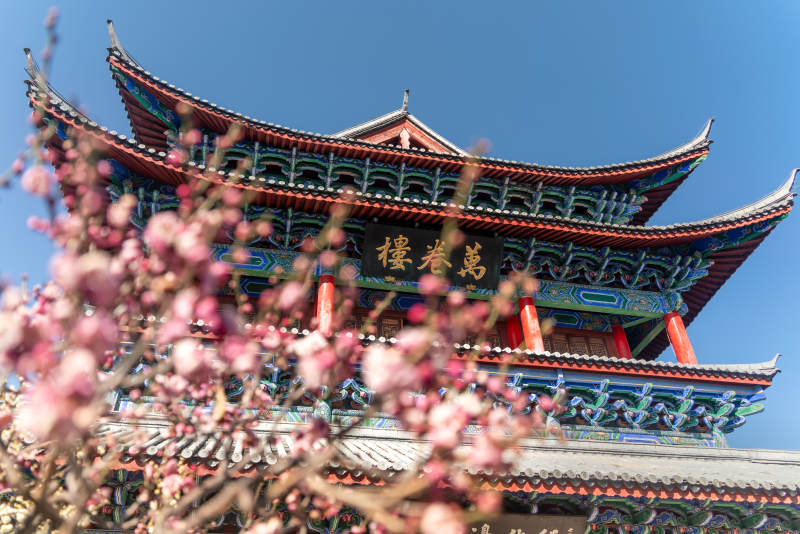云南丽江木府万卷楼与春日春日古楼梅花绽放图片