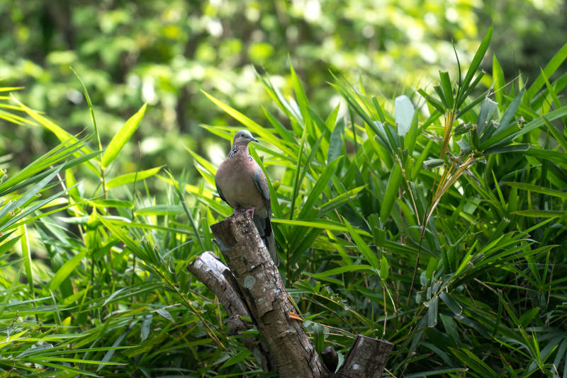 绿叶丛中鸟栖枝图片